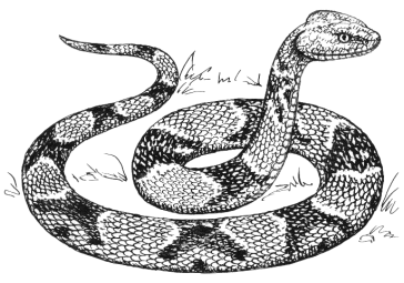 Snakes
